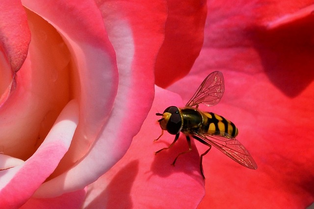 Smart teknologi i kampen mod hvepse: Hvepsefælder går digitalt