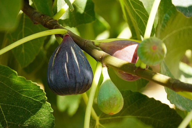 Sådan dyrker du dit eget figentræ i haven eller på altanen