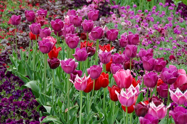 Sådan undgår du sygdomme og skadedyr i dine tulipanløg