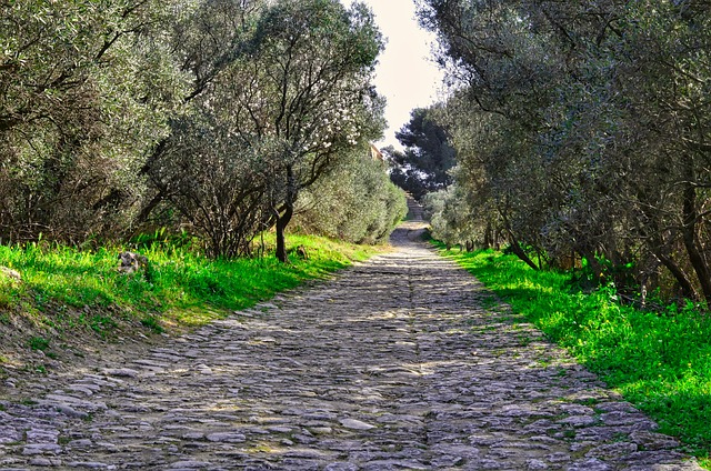 Oliventræets historie: Fra oldtidens Grækenland til moderne olieproduktion